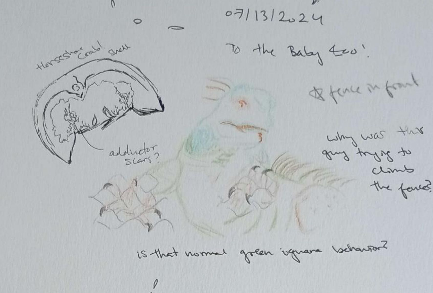 horseshoe and iguana-Pen and colored Pencil